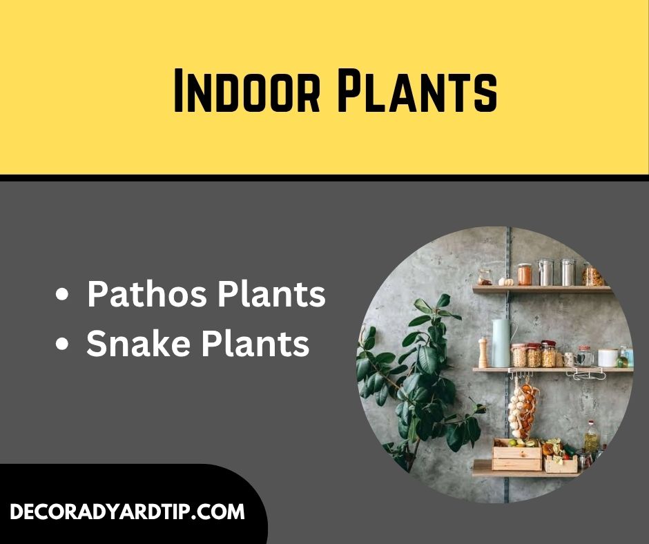Indoor Plants